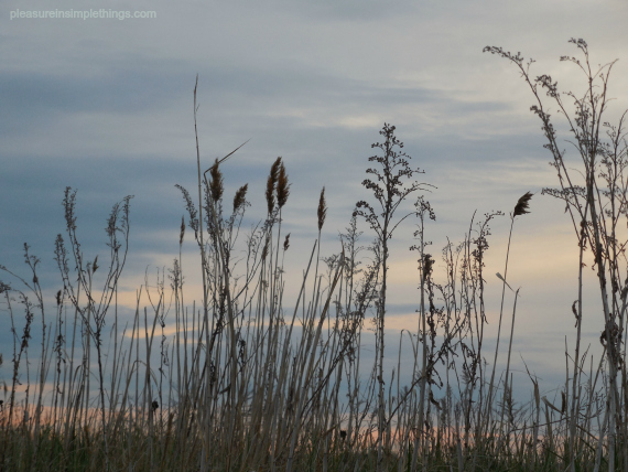 photo of beach grass