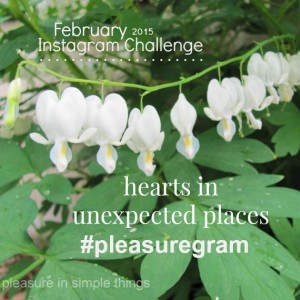 Instagram challenge Feb 2015 pleasure in simple things blog