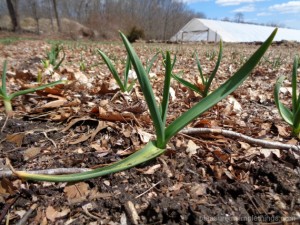 new plants at Sporthill Farm pleasure in simple things blog