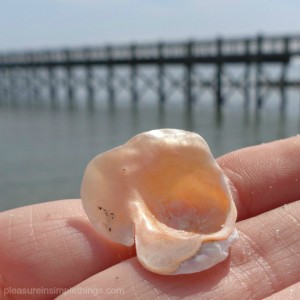 a shell on beach pleasure in simple things blog