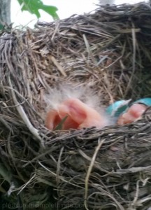 robins coming out of egg pleasure in simple things blog