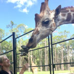 feeding a giraffee at White Oak