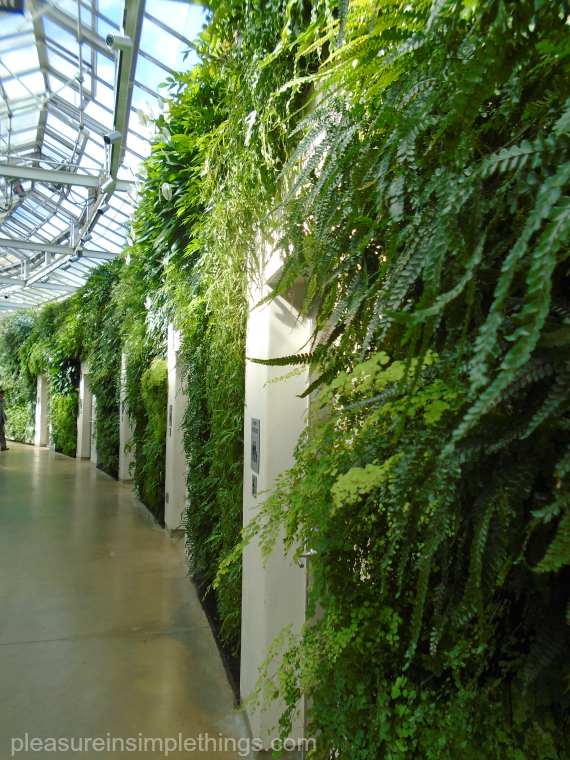 longwood gardens green wall pleasure in simple things