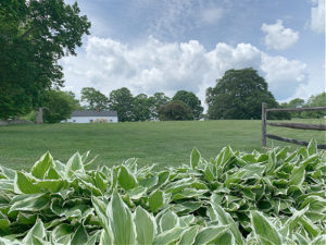 hostas at white flower farm