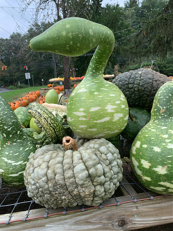 shades of green pumpkins — pleasure in simple things