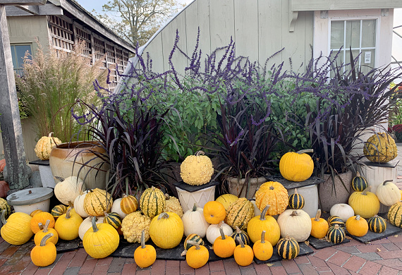 yellow pumpkins with purple