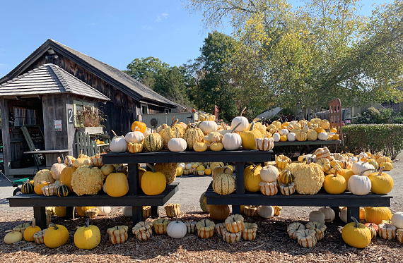 truck yellow pumpkins