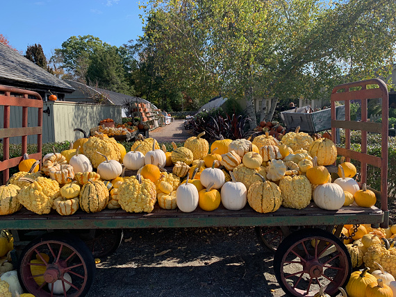 yellows pumpkins