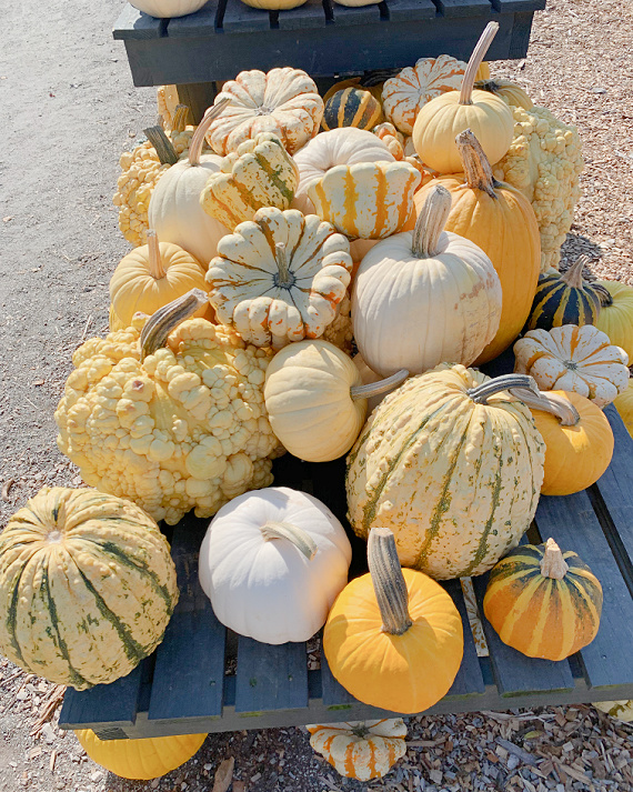 pumpkins in yellows