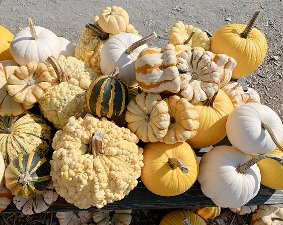 yellow squash and gourd