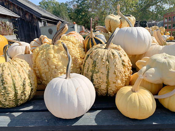assorted yellow pumpkins