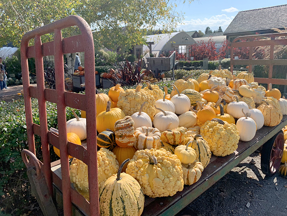 Fall truck pumpkins
