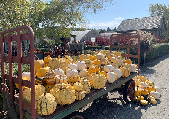 truck of yellows