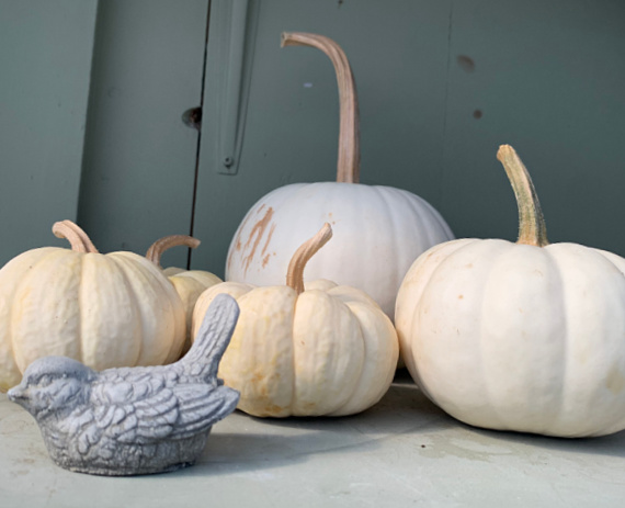 white pumpkins bird