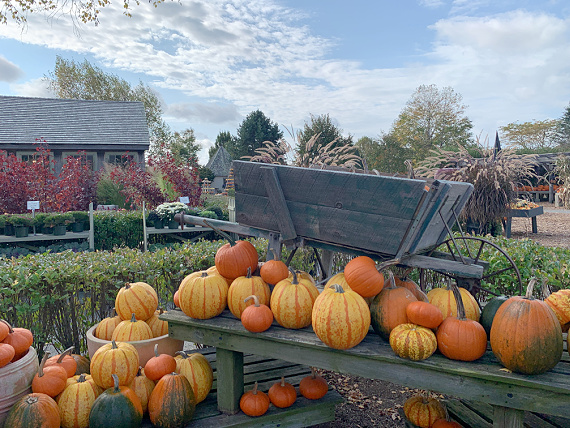 cart with pumpkins