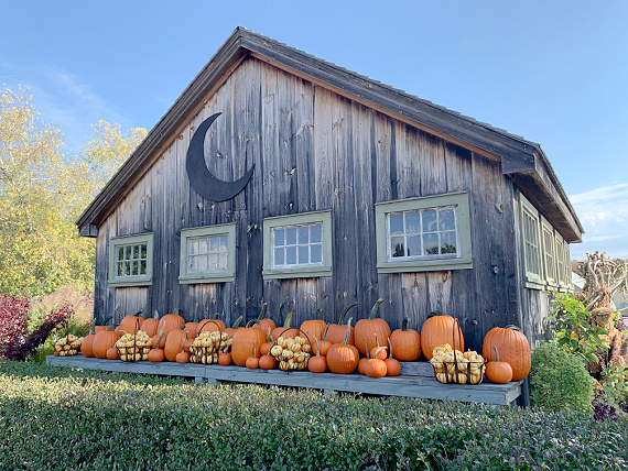 line of pumpkins by barn