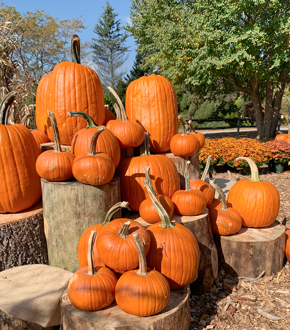 many orange pumpkins