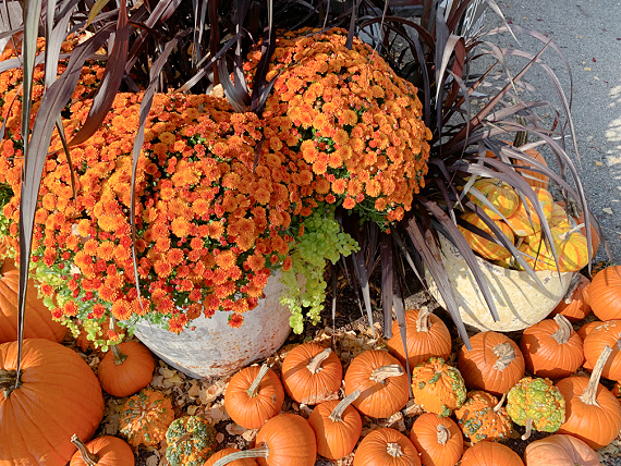 orange mums and pumpkins