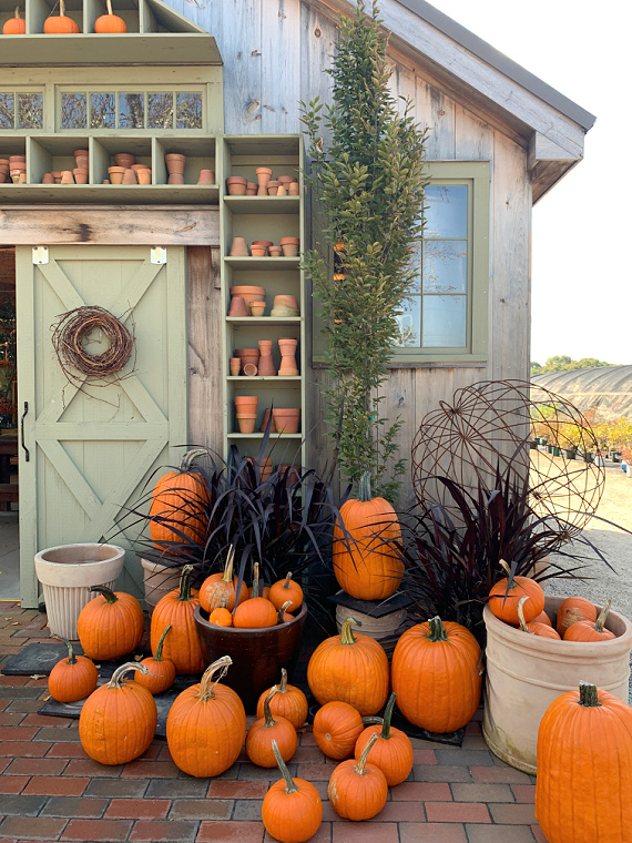pile pumpkins by barn