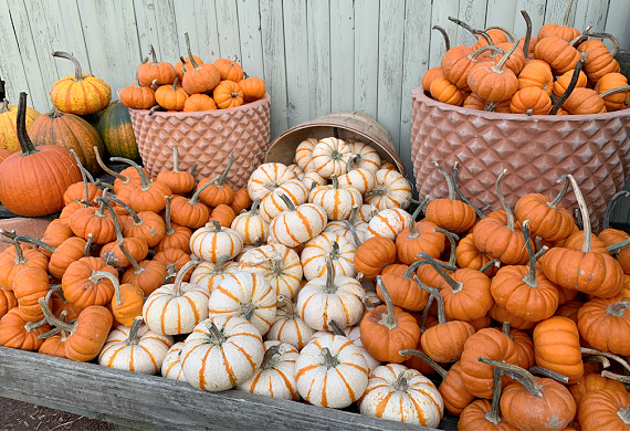 piles of orange pumpkins