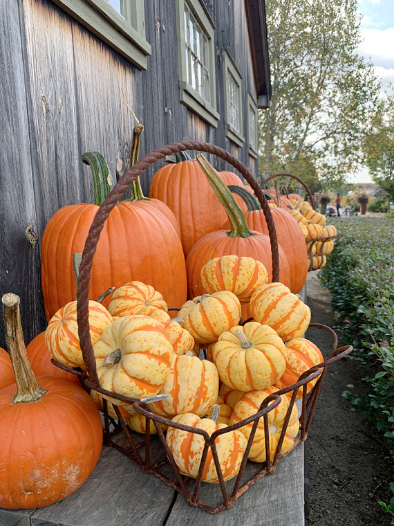 pumpkin by barn