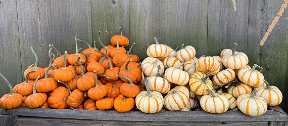 pumpkins by barn