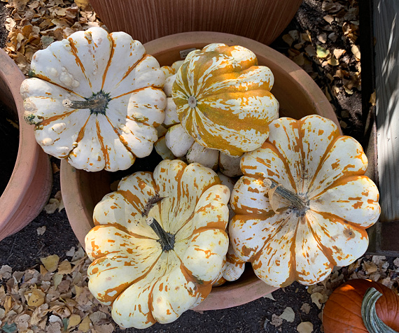 striped orange pumpkins